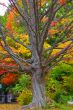 Fall Foliage