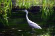 Heron