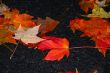 Fall Foliage