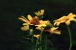 Sun flower