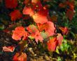 Autumn foliage