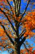Fall Foliage