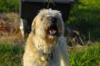Cute dog