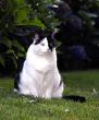Pet Cat