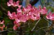 Spring flowers