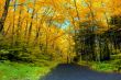 Fall Foliage