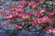 Spring flowers