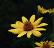 Sun flower