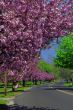 Spring flowers