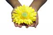 Offering Flower