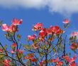 Spring flowers