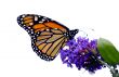 Monarch Butterfly