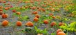 Pumpkins