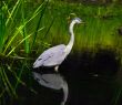 Heron