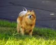 Cute dog