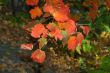 Autumn foliage