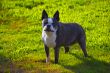 Cute dog