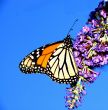 Monarch Butterfly