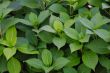 Green leaves
