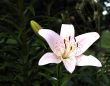 Day Lillies