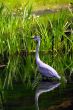 Heron