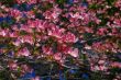 Spring flowers