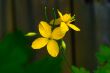 Spring Flowers