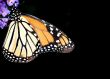 Monarch Butterfly