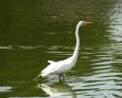 Stork