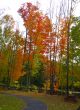 Fall Foliage