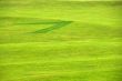 Grass