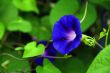 Violets