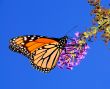 Monarch Butterfly