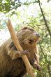 Beaver