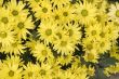 Daisies
