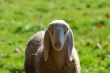 A sheep in the Monza Park