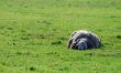 The sheep ant the little bird