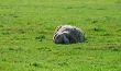 The sheep ant the little bird