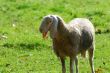 A sheep in the Monza Park