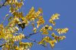 Autumnal wild fruits