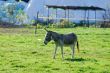 A donkey in the Monza Park