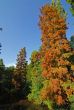 Autumn in the Monza Park