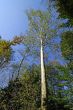Very tall tree in the Monza Park