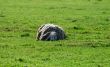 The sheep ant the little bird