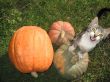 Cat at Pumpkins