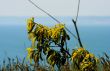 Plant near the water