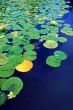 lillies on a lake