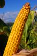 corn in a field