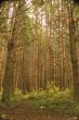 Pine Clearing