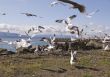 Flock of Seagulls